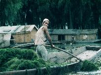 Collecting lake weed