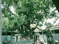 Temple courtyard